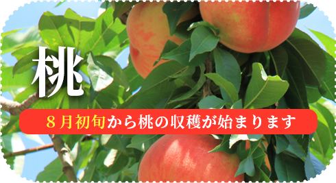 桃 | ８月初旬から桃の収穫が始まります